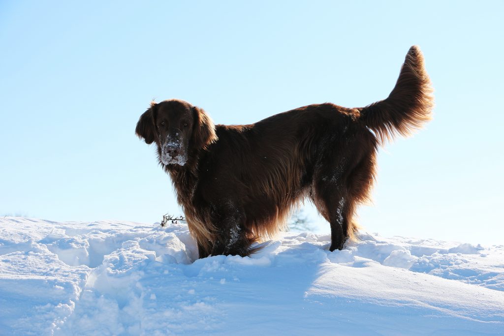 Perros en la nieve: ¿cómo protegerlos? a seguir!