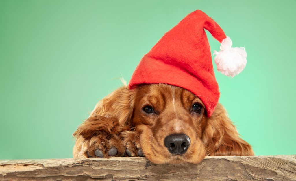Posibilidades para dejar a tu mascota en Navidad