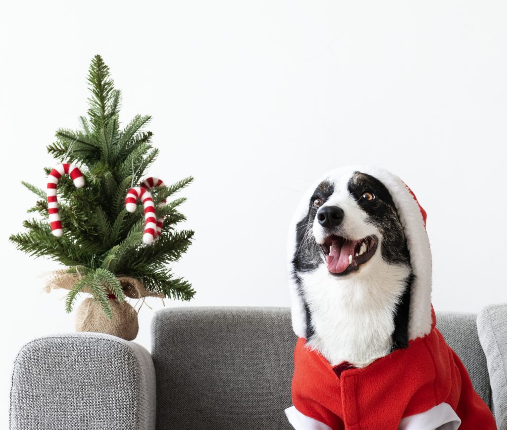 propuesta de menú de navidad para perros