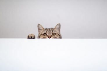 ailurofobia o fobia a los gatos
