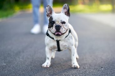 Consejos para no perder a la mascota durante el paseo