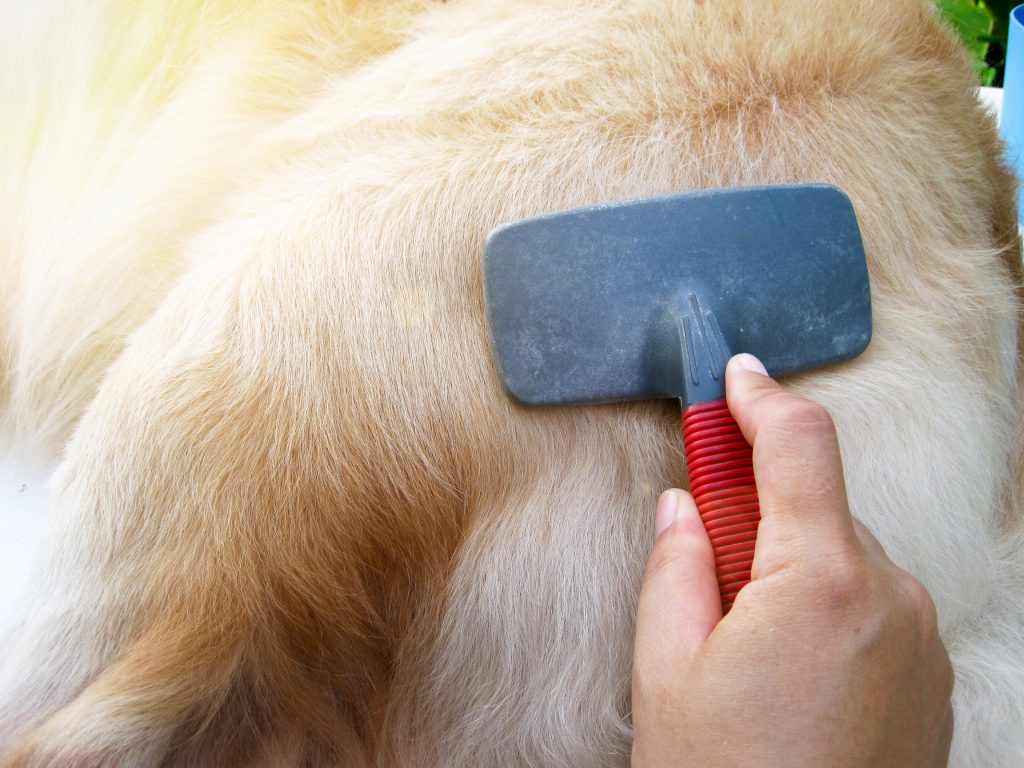 Importancia de cepillar al perro