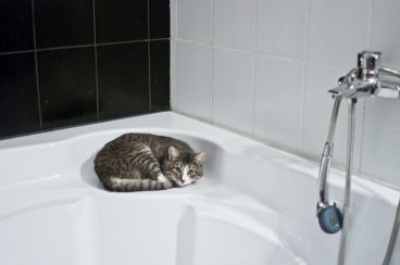 mi gato me sigue al baño