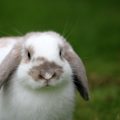 Plantas tóxicas para conejos