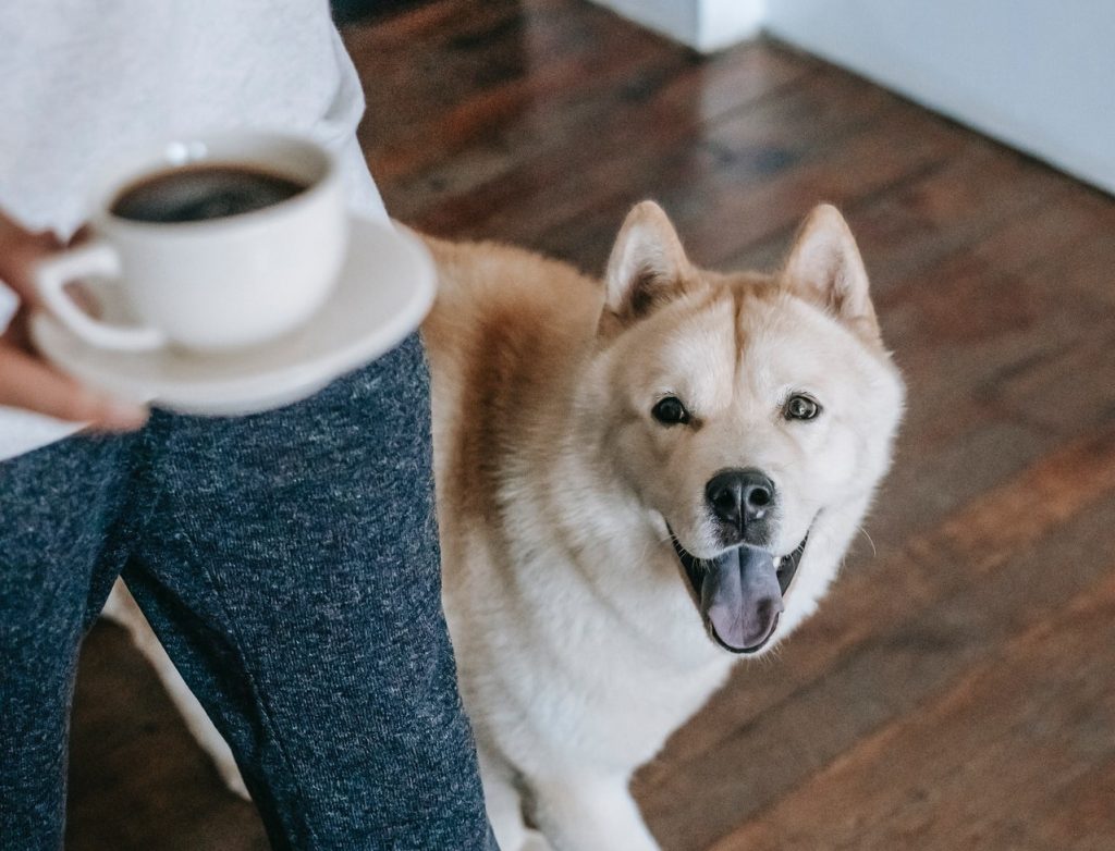 por qué es malo el café para los perros