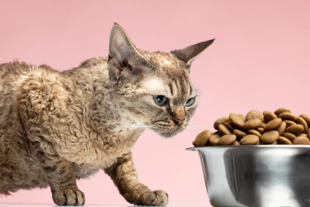 Cómo alimentar a un gato la mejor dieta