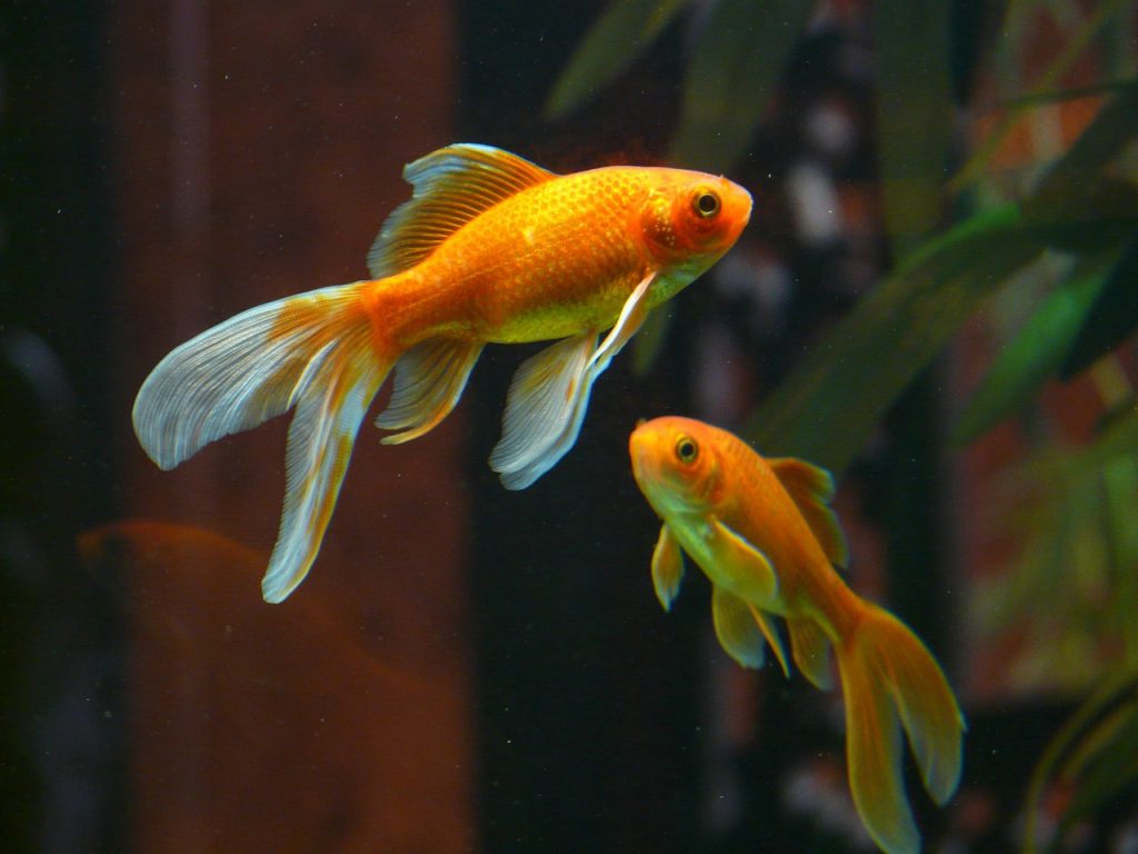 The goldfish is one of the most chosen fish as pets.