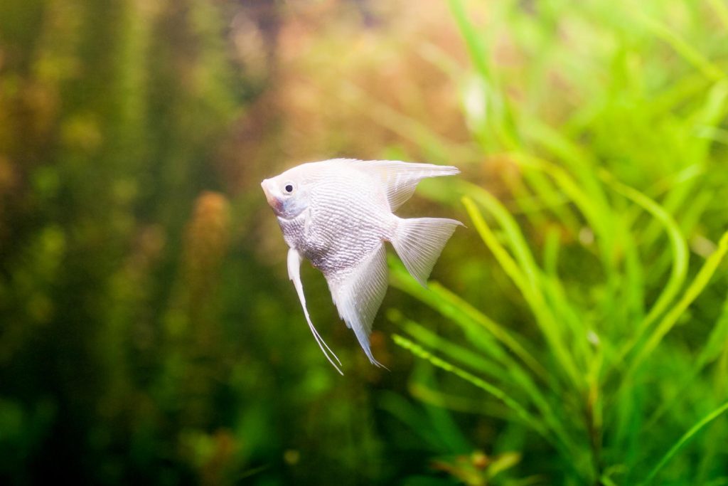 Angelfish are one of the most popular fish as pets.
