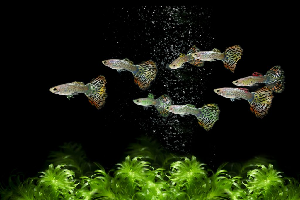The guppy fish is one of the most chosen fish as pets