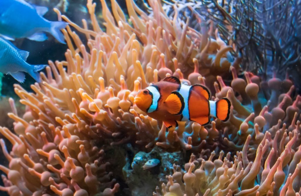 El pez payaso es uno de los peces más elegidos como mascotas