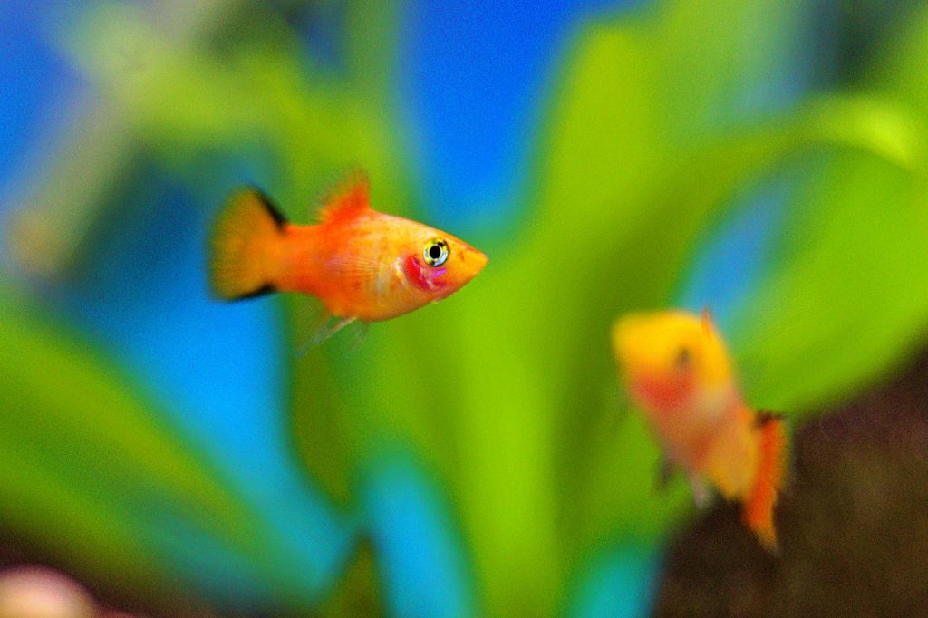 El pez platy es uno de los peces más elegidos como mascotas