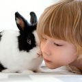 Mejores razas de conejos para niños
