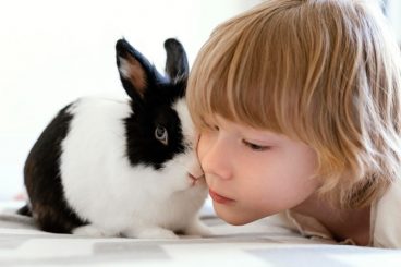Mejores razas de conejos para niños