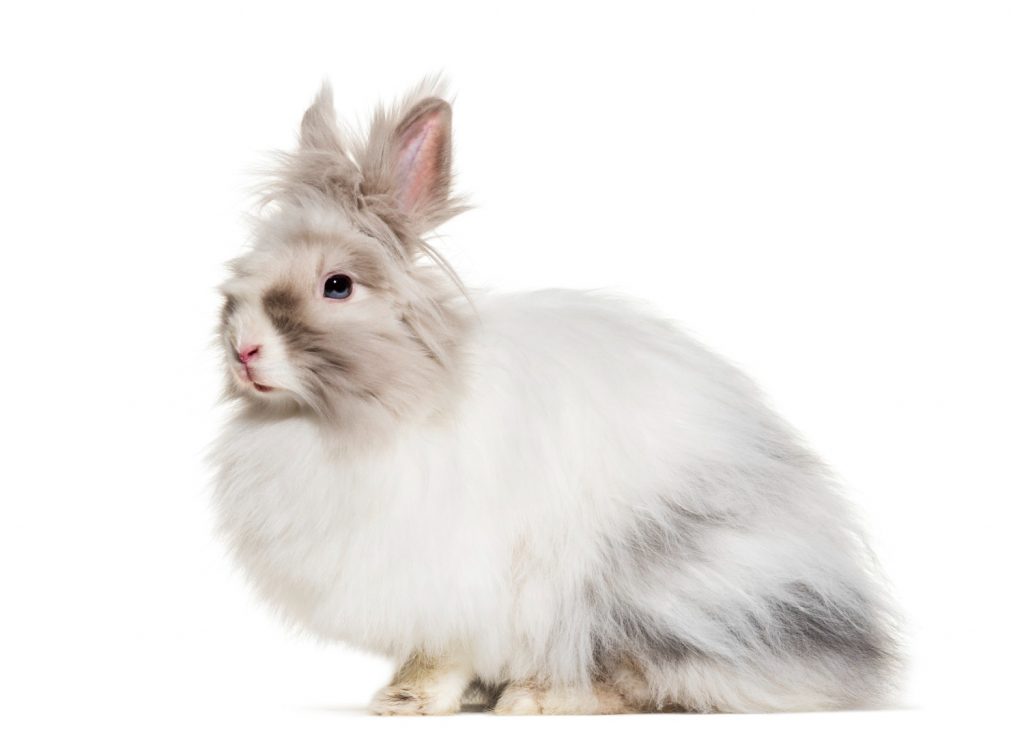 Mejores razas de conejos para niños el conejo angora