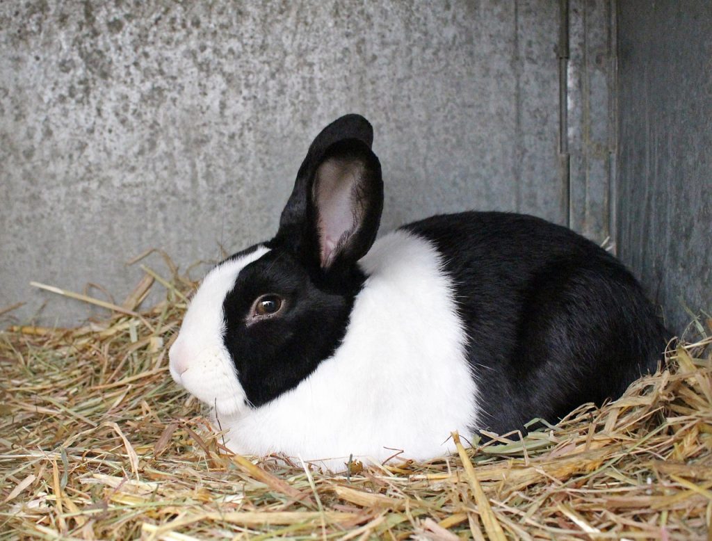 Mejores razas de conejos para niños el conejo holandés