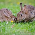 Mi conejo es agresivo con otros conejos ¿por qué