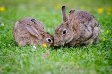 Mi conejo es agresivo con otros conejos ¿por qué
