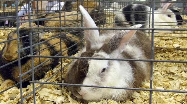 Características físicas del conejo arlequín