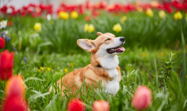 cómo proteger a tu mascota en primavera