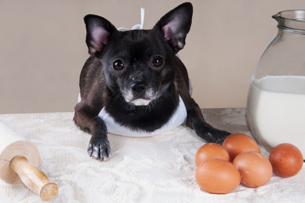 los perros pueden comer huevo cocido