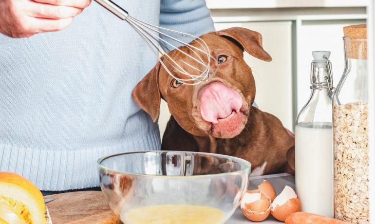 los perros pueden comer huevo si o no