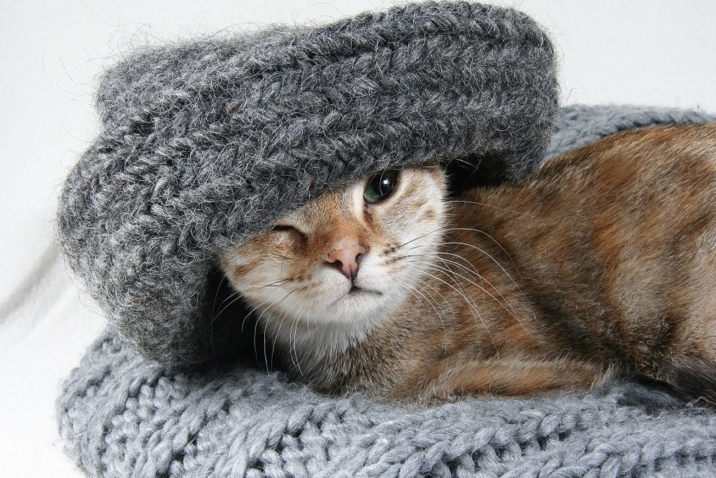 Peligros del hogar para los gatos cuerdas lanas