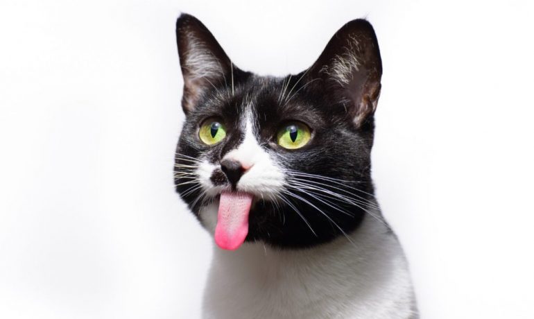 La lengua de los gatos es áspera por sus papilas de queratina
