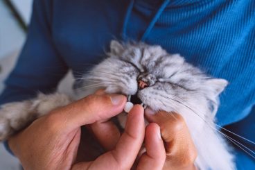 Por qué no hay que medicar a las mascotas sin supervisión veterinaria