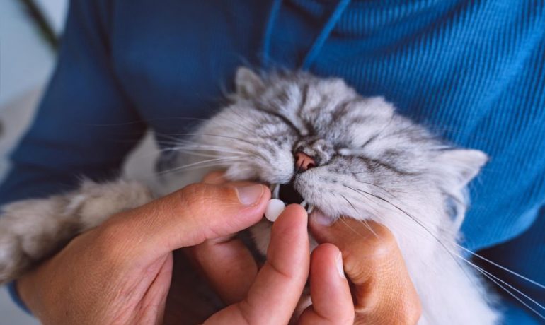 Por qué no hay que medicar a las mascotas sin supervisión veterinaria