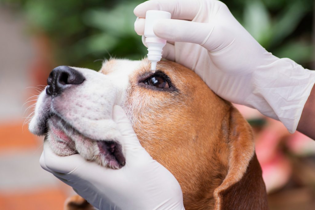 Síntomas de las intoxicaciones por medicamentos en mascotas