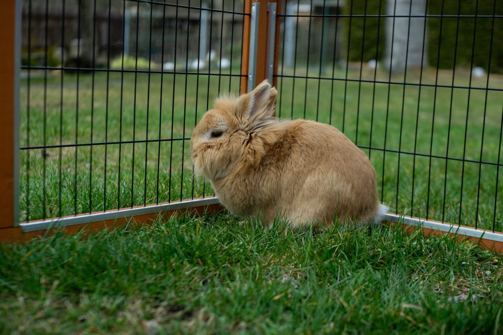 Cómo sacar al conejo de su jaula