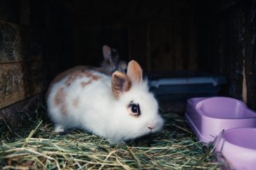 Consejos para sacar al conejo de su jaula