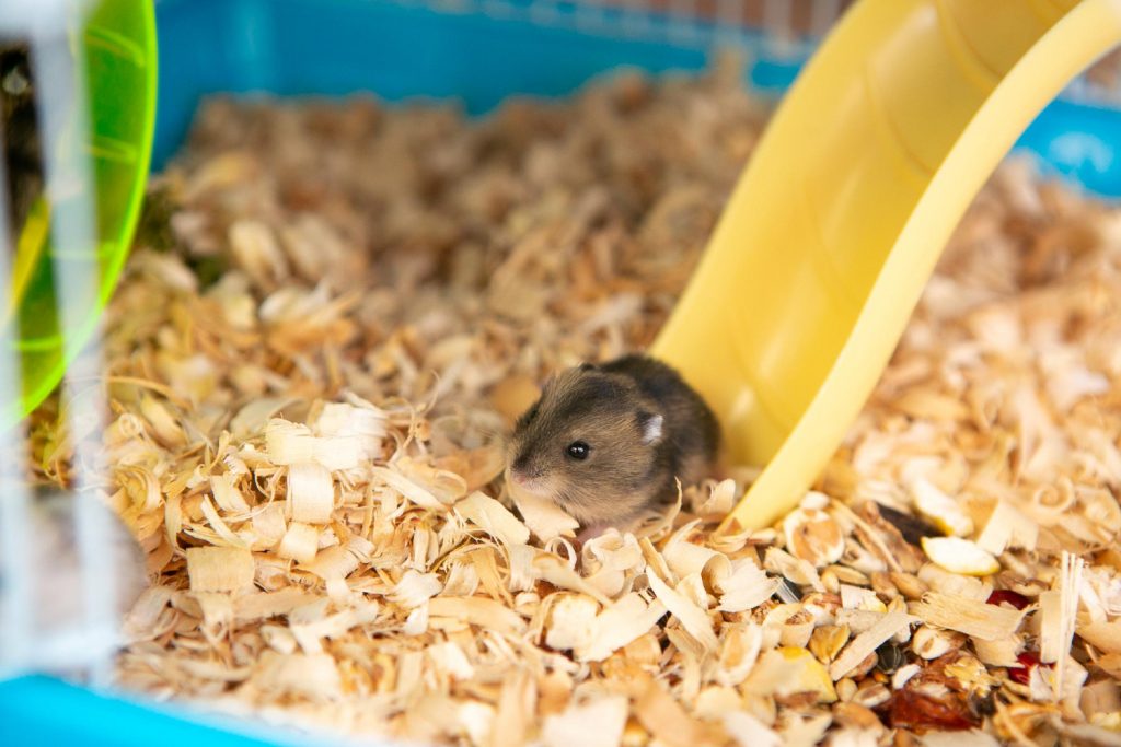 Por qué no debes fotografiar con flash a tu hámster