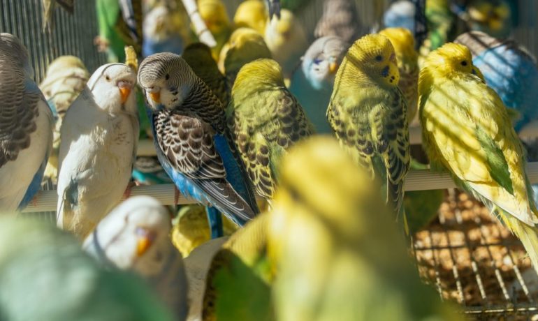 Ornitofobia: causas y síntomas del miedo a los pájaros