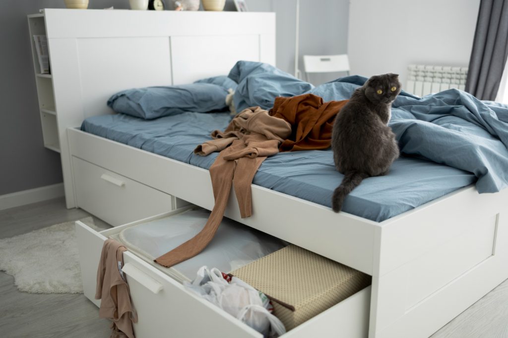 Por qué el gato no usa su cama