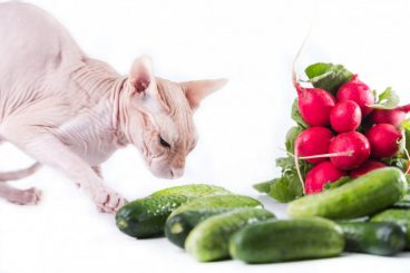 cat-sphinx-eating-fresh-cucumber (1)