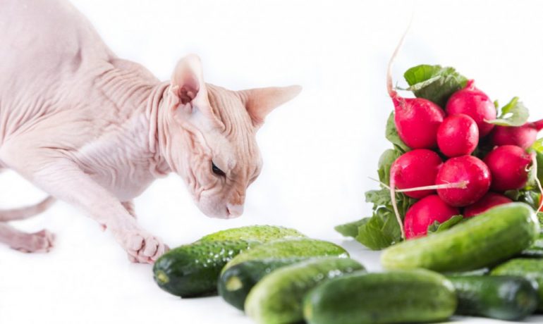 cat-sphinx-eating-fresh-cucumber (1)