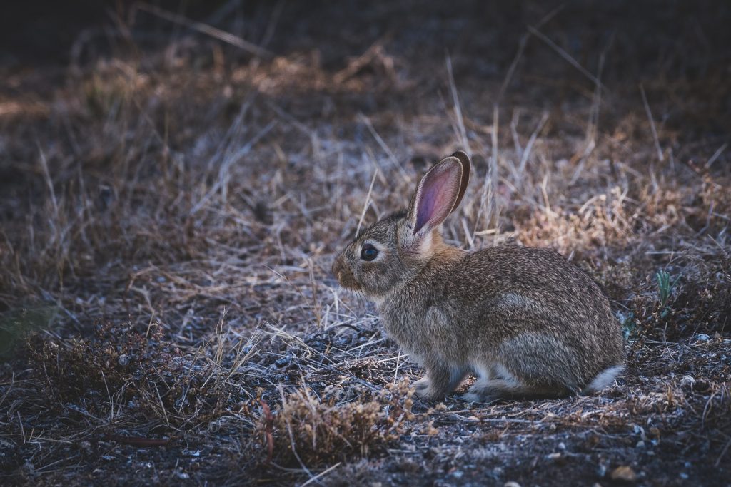Qué es la Enfermedad Vírica Hemorrágica del Conejo