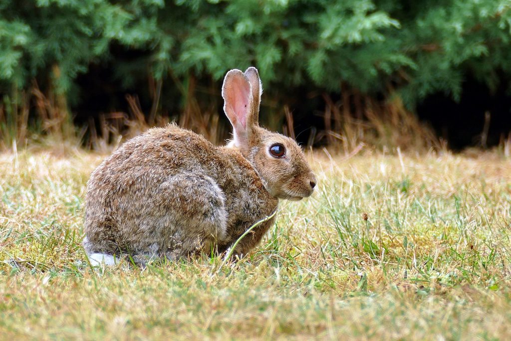 Síntomas de la Enfermedad Vírica Hemorrágica del Conejo