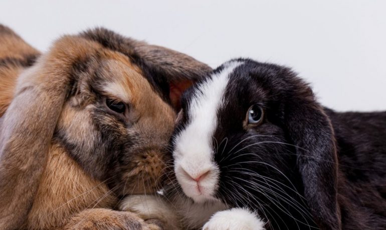 Cómo demuestran su amor los conejos