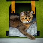 Consejos para elegir la mejor residencia para tu mascota