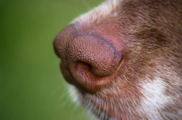 lo que tu perro puede oler que tú no
