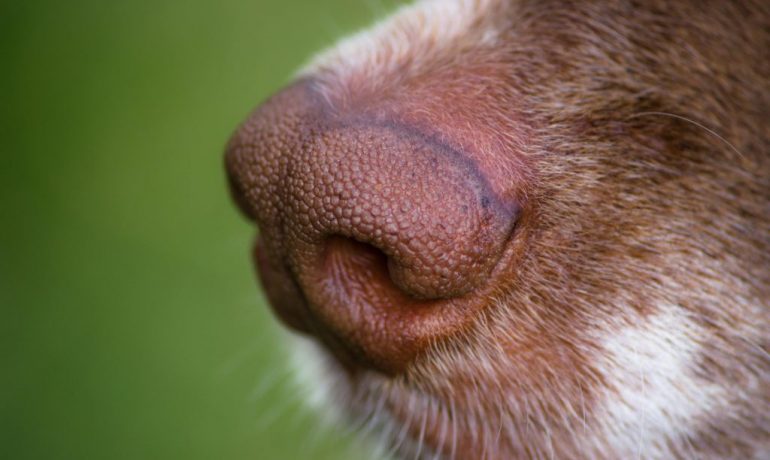lo que tu perro puede oler que tú no