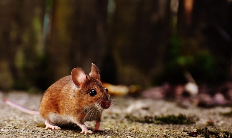 musofobia temor desmedido roedores