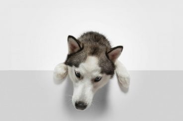 Cinco peligros diarios que debes evitar con tu perro