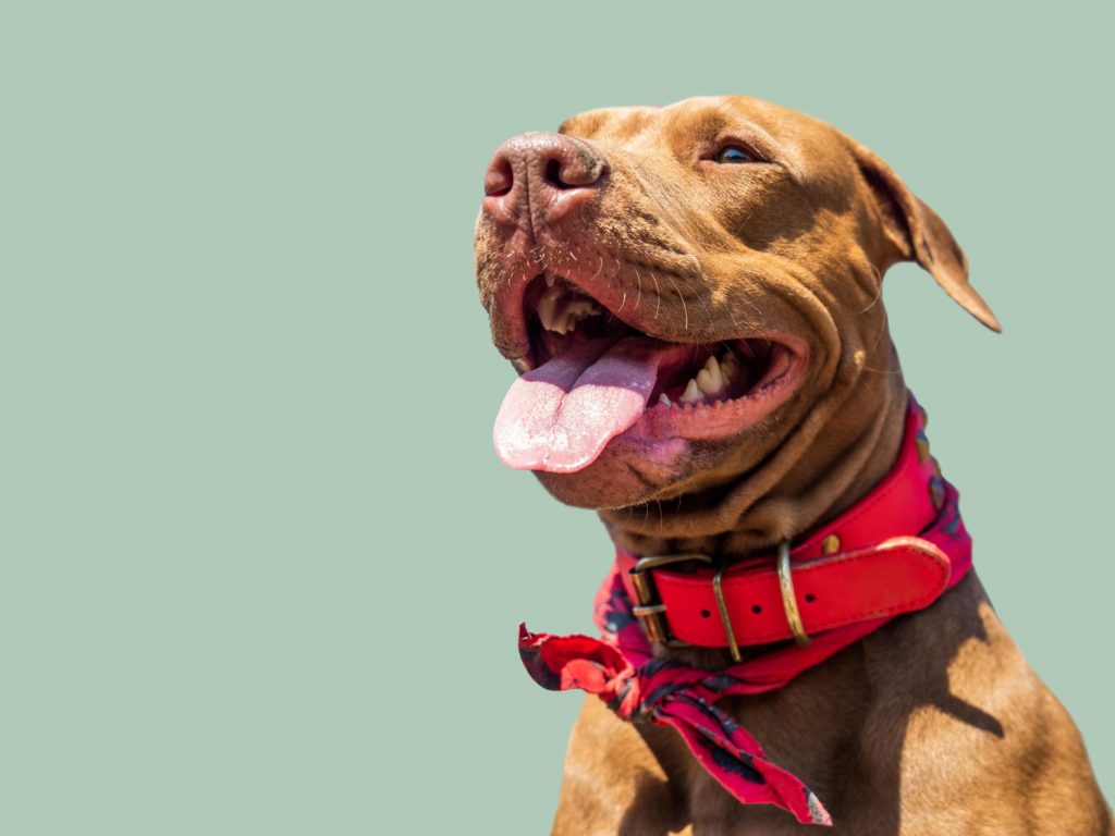 Peligros diarios a evitar en los perros los collares en garganta