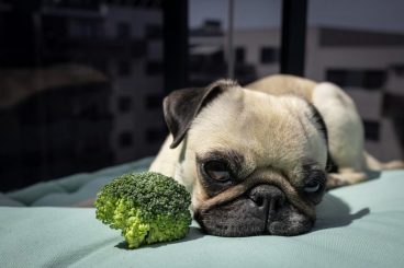 Los perros pueden comer brócoli