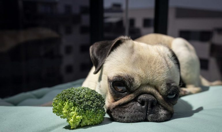 Los perros pueden comer brócoli