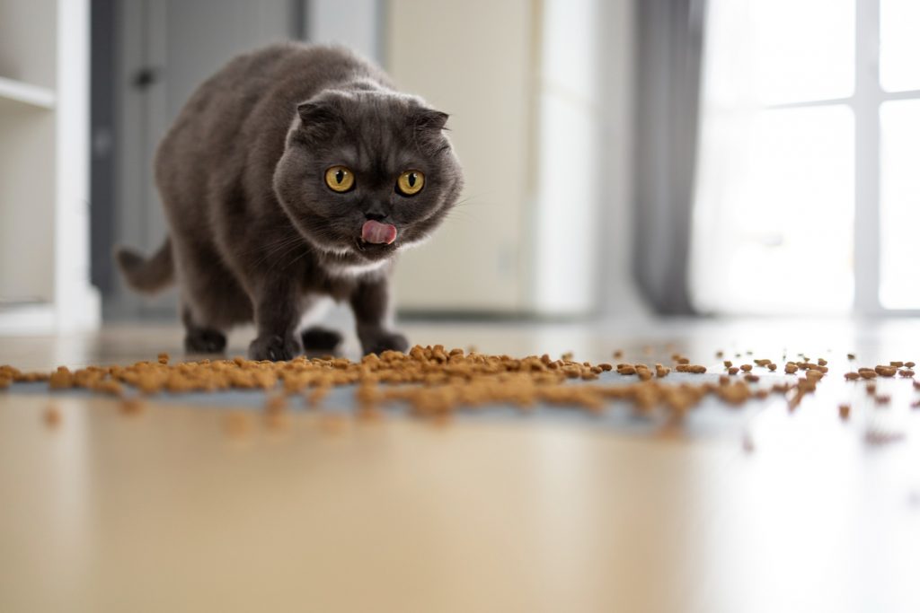 ¿Por qué hay sal en la comida para gatos?