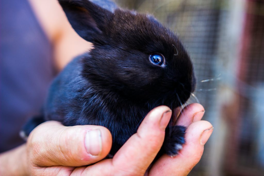 Características jaula para conejos